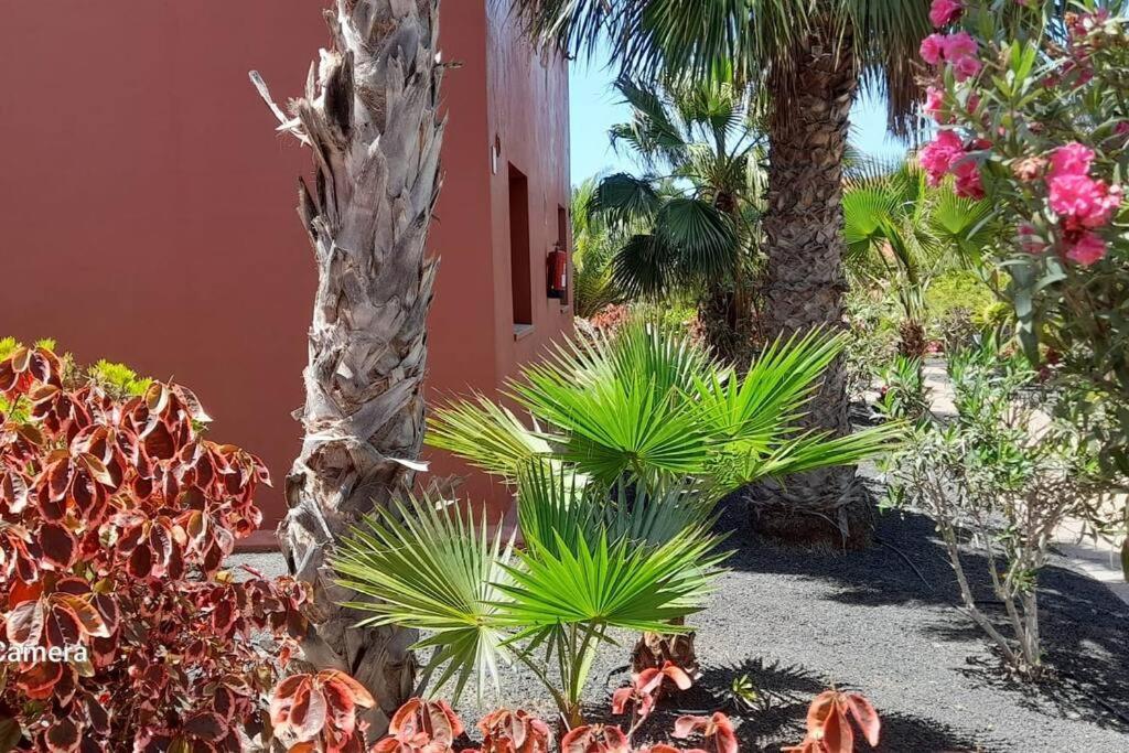 Apartment Cumbre Vieja Fuerteventura Corralejo Exteriér fotografie